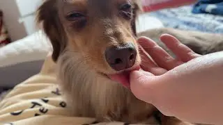 人間みたいに枕を使う犬 チワックスれあ