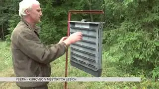 VSET&Iacute;N: Kůrovec v městsk&yacute;ch les&iacute;ch