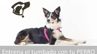 Entrena el tumbado con tu perro