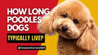 How long do Poodles Dogs typically live