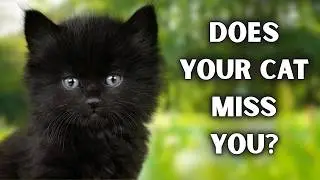 When Cats Miss Their Humans &mdash; 7 Quiet Signals You're Probably Missing