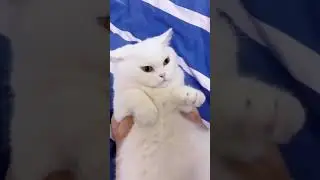 funny cat videos | Funny Shorts | Funny Videos | Usman Technical