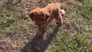 Cavapoo Puppy Having Fun   SD 480p