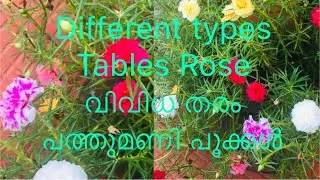 My Table Rose collection/pathumani care/വിവിധ തരം പത്തുമണി /@shafnaz world