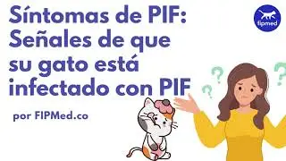 S&iacute;ntomas de PIF: Se&ntilde;ales de que su gato est&aacute; infectado con PIF