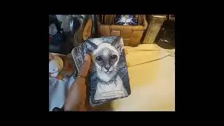 Unboxing Soul Cats Tarot by Leeza Robertson