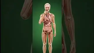 Dark Chocolate Benefits & Effects | 3D Anatomical Visualization