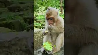 Monkey's family daily routine. #short #monkeys #animal