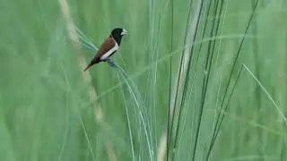 Tricolour Munia - Dhanauri June - July 2025