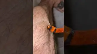 ЗМЕЯ НЕ В ДУХЕ😤