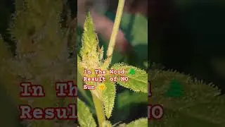 The Lost one, Guerilla Grow 🌲 Gorilla Glue #4 Autoflower Cannabis Strain 🌿 #shorts #youtubeshorts