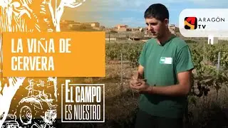 La viña de Cervera de la Cañada