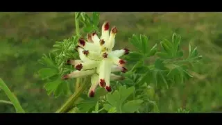 Fumaria capreolata, the white ramping fumitory  Greece  by Theo