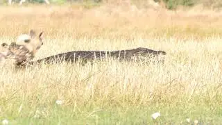 Wild Dog vs Crocodile