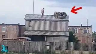 Жутко, Но Реально! Случаи с Животными, в Которые Трудно Поверить!