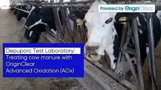 Clear Water Emerges from Cow Manure