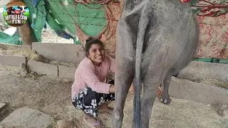 Hardworking Village Girl Milking Buffalo 🐃 #VillageLife #BuffaloMilking #RuralWork
