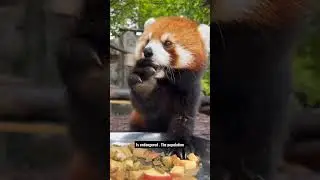 Red Panda / Panda Merah #animalfacts #animals #animalrescue #panda #fypシ゚viral #subscribe #animal