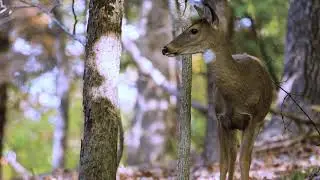 Aida Vedishcheva - Come Back, Deer Forest (Best Quality)