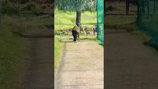 Turfwicket betting practice | best cricket shot practice #cricket #bettingprectice #turfnet #shots