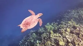 Coraya Bay - Best House Reef in the Red Sea? (4K)