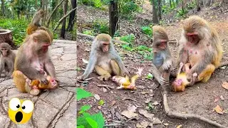 The heartless mother monkey left her newborn baby lying on the ground, the evil mother monkey.