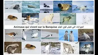 Animaux qui vivent sur la banquise الحيوانات التي تعيش فوق الجليد