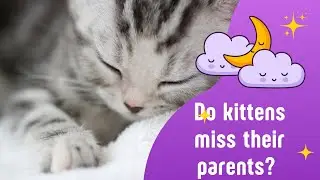 Do Kittens Miss their parents?