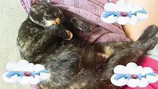 Cat Keeps Pressing the Same Button 