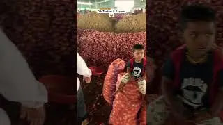 All Quality Garva onion supplier from Nashik to All over India   #onion #dubai #exporter #nashik