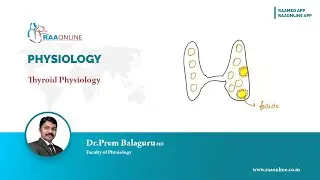 Thyroid Physiology