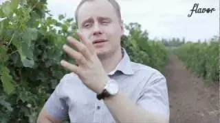 Винные минутки. Мерло. Выпуск 9-й