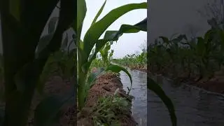 ভুট্টা 🌱🌱#shorts #youtubeshorts #maize