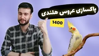 پاکسازی عروس هلندی قبل از جفت زدن