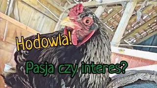 #Hodowla dla PASJI CZY INTERES? 💸| Moje zdanie - koszty HODOWLI 💰!