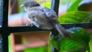 Sparrow feeding fledgling in my window || Timeless Treasures  - Nature