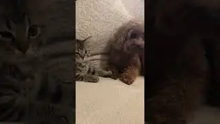 #petslife #petfriendship