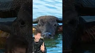 Их не зря называют водяными буйволами.
