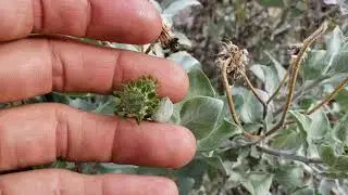 (#29) Tony Scapelli, Chorizo and Allopolyploidy among Encelia in Central Baja