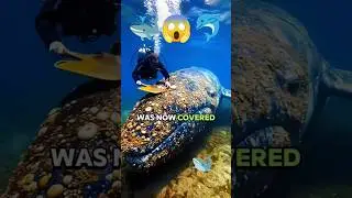 OLD MAN HELP ANIMALS 🐬 The old woman helped a white whale 🐋removethe clams from the whale's body 🐳😱
