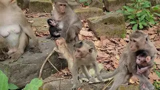 Bin monkey wants to be a good mother try to hug baby, but baby Addison want come back to mom💗🐒