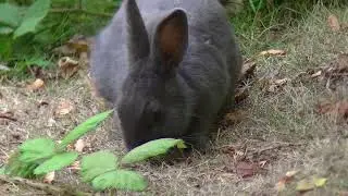 Clumsy Bunny