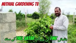 Pest 🪳 attack on malt plant and use of medicine. CITRUS 🍊 Pest attack and control. FMC ki TALL SATAR