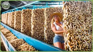 How Chinese Farms Raise Billions of Silkworms to Produce Silk &ndash; Amazing Silk Cocoon Harvesting