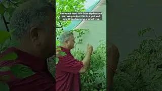 Grow Curry Leaf Plant at Home