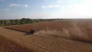 Harvesting Corn Stock Video