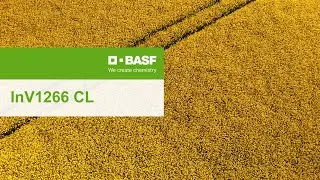 InVigor&reg; Clearfield winter oilseed rape &ndash; InV1266 CL