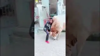 zili comedy video zili video zili very funny videos moments zili comedy zili funny moments