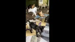 Poor cats and dogs are waiting to rescue - EleFlix