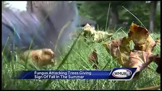 'Tar spot' fungus attacking trees in New England